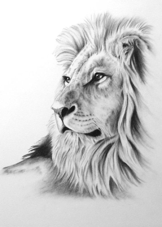 best 25 lion art ideas on pinterest lion drawing lion best 25 lion art ideas on pinterest lion drawing lion