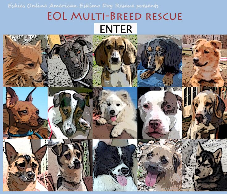 Eskies Online Multi Breed Dog Rescue Eskies Online Multi Breed Dog Rescue