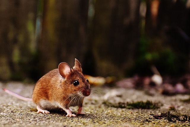 cute ears mammals animals rodents cute ears mammals animals rodents