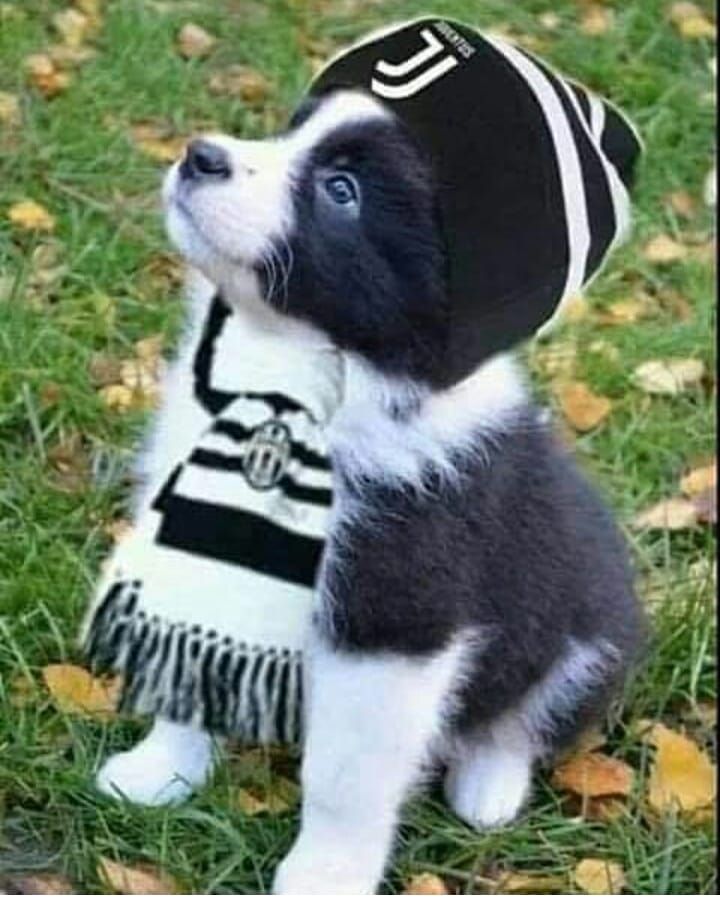 Dog Training Excellence Best Dog Names Top Dog Names Dog Names Best Dog Names Pet Names For Girls