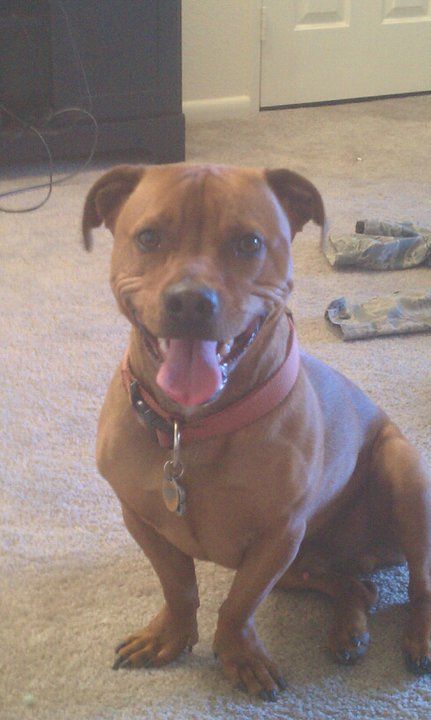 Craigslist Com Philadelphia >> 30 best Dox-Bull images on Pinterest | Dachshund dog, Dachshunds and Wiener dogs Craigslist Com Philadelphia >> 30 best Dox-Bull images on Pinterest | Dachshund dog, Dachshunds and Wiener dogs
