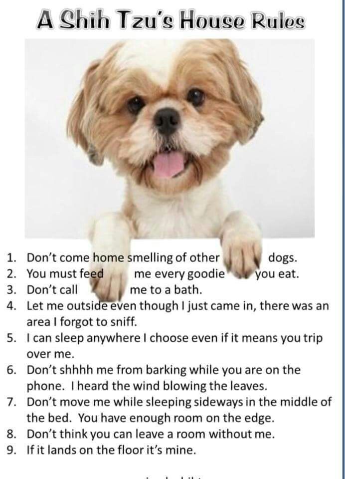 Shih Tzu Puppy Names Goldenacresdogs Shih Tzu Puppy Names Goldenacresdogs