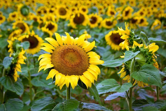 12 Photos That Prove Maryland S Massive Sunflower Field Is Instagram Gold Washingtonian Sunflower Fields Blooming Sunflower Summer Scenes