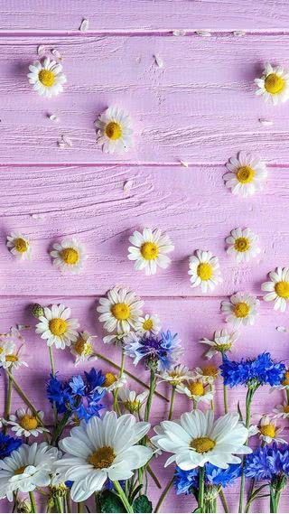 人気8位 ピンク色の花 スマホ壁紙 Iphone待受画像ギャラリー Nature Iphone Wallpaper Flowers Photography Wallpaper Flower Phone Wallpaper 人気8位 ピンク色の花 スマホ壁紙 Iphone待受画像ギャラリー Nature Iphone Wallpaper Flowers Photography Wallpaper Flower Phone Wallpaper