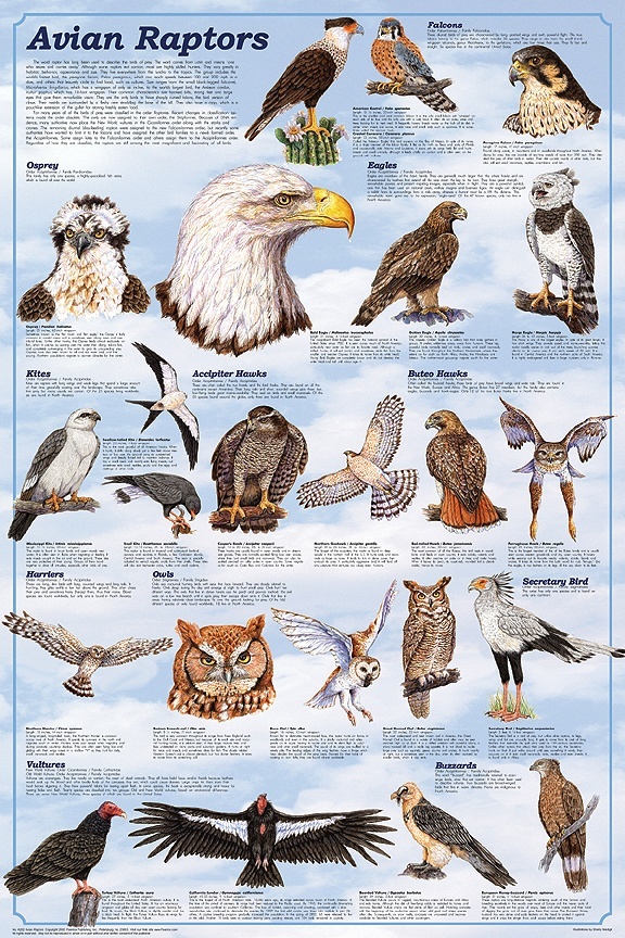 37 best birds charts images on pinterest the birds raptor identification chart