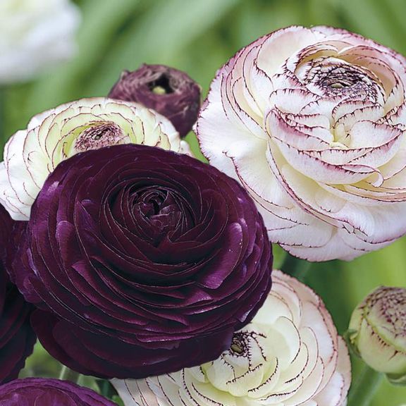 Best 25 Purple Roses Wedding Ideas On Pinterest Persian Ercups Ranunculus Purple From Longfield Gardens