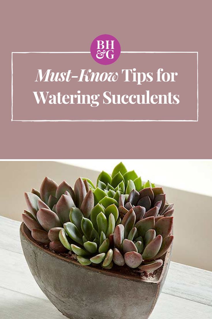 MustKnow Tips for Watering Succulents How to water succulents