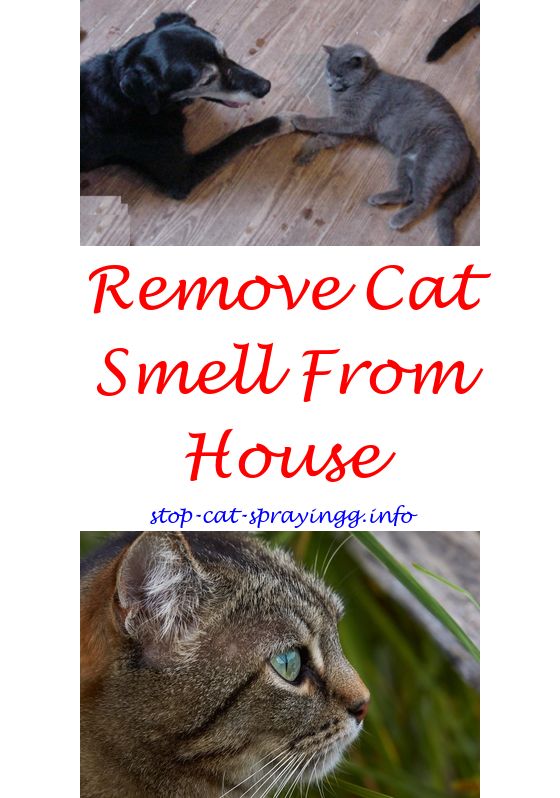 Catspray Keep Off Spray For Cats Review Disinfectant Safe Catspray Keep Off Spray For Cats Review Disinfectant Safe To Use