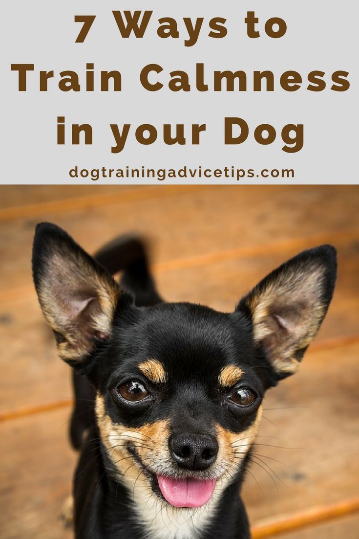 7 Ways To Train Calmness In Your Dog Dog Training Tips Training