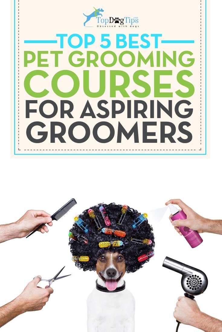 How To Groom A Dog Best Dog Grooming Tips 2018 Dog Grooming
