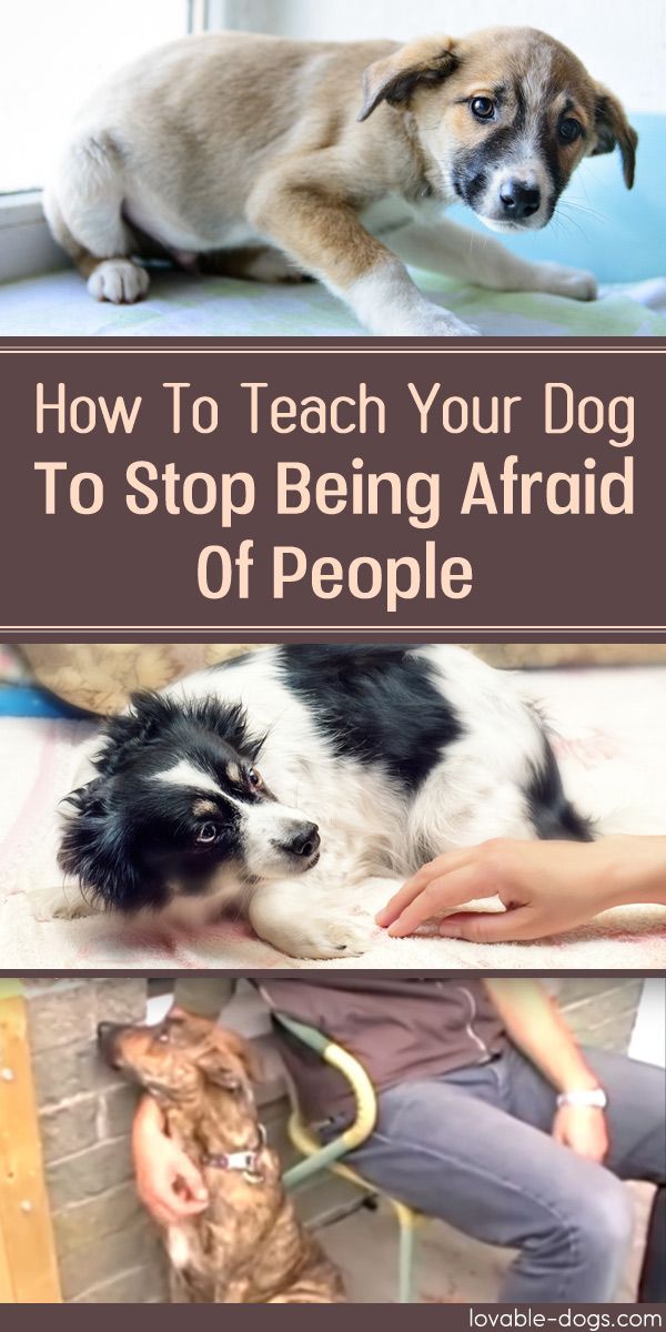 Portrait Of A Little Puppy Afraid In The Shelter For Dogs Your