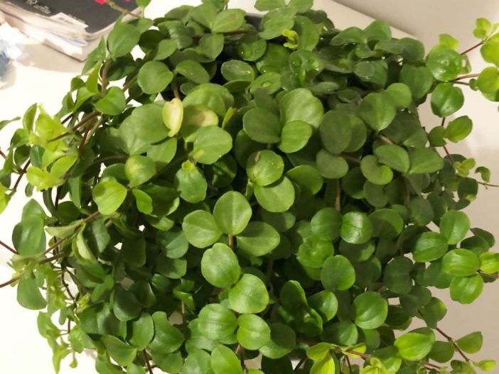 Peperomia Rotundifolia Round Leaf World Of Succulents Plant - House Plant With Tiny Round Leaves Peperomia Rotundifolia Round Leaf World Of Succulents Plant - House Plant With Tiny Round Leaves