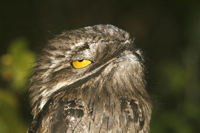 Have you ever seen a Potoo? Well, get ready! | Potoo bird, Weird