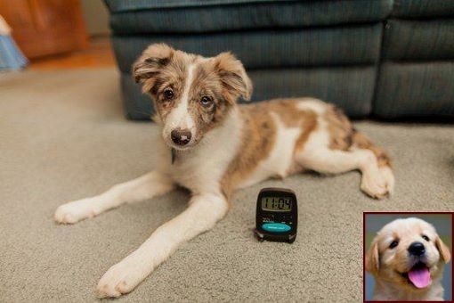 1 Have Dog Behavior Problems Learn About Potty Training A Puppy Spray And Dog Training Classes Cost Training Your Dog Puppy Training Easiest Dogs To Train