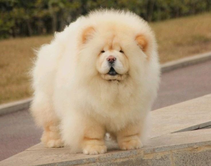 Sebastian Shenanigans Smooth Chow Chow Puppy Chow Chow Dog