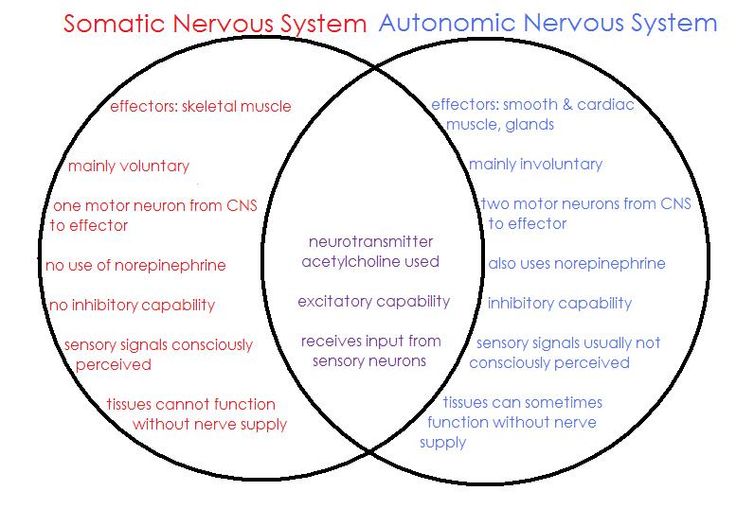 1858 best physiology anatomy images on pinterest human body the use the venn diagram to compare and contrast open and closed circulatory systems