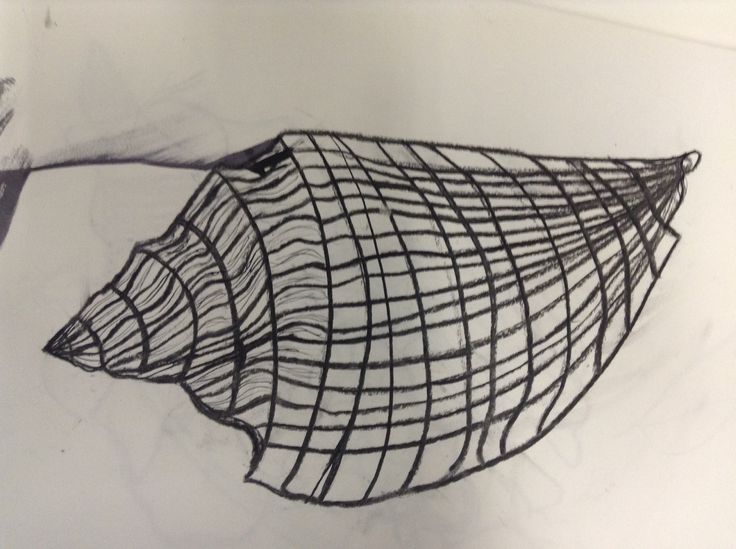 Contour Line Drawing Shell : Best shell artwork year images on pinterest shells