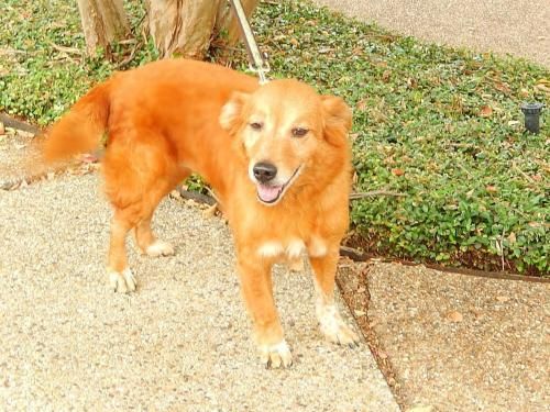 Rescue Dog Tips Rescue Dog Tips