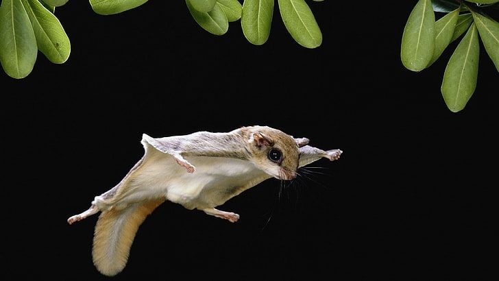 Sugar Glider in full flight Australian animals, Sugar glider, Cute australian an