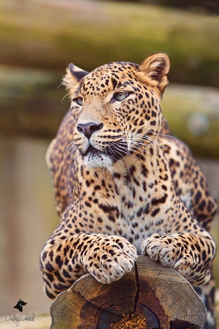 Best 25 Jaguar habitat ideas on Pinterest Best 25 Jaguar habitat ideas on Pinterest