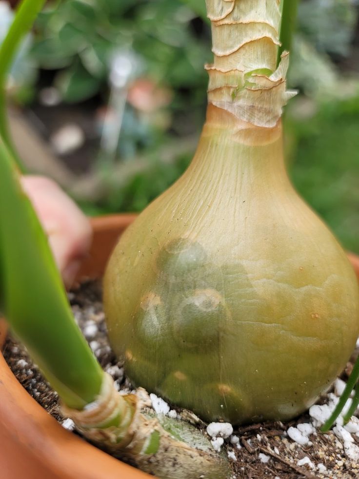 Pregnant onion leaves turning brown