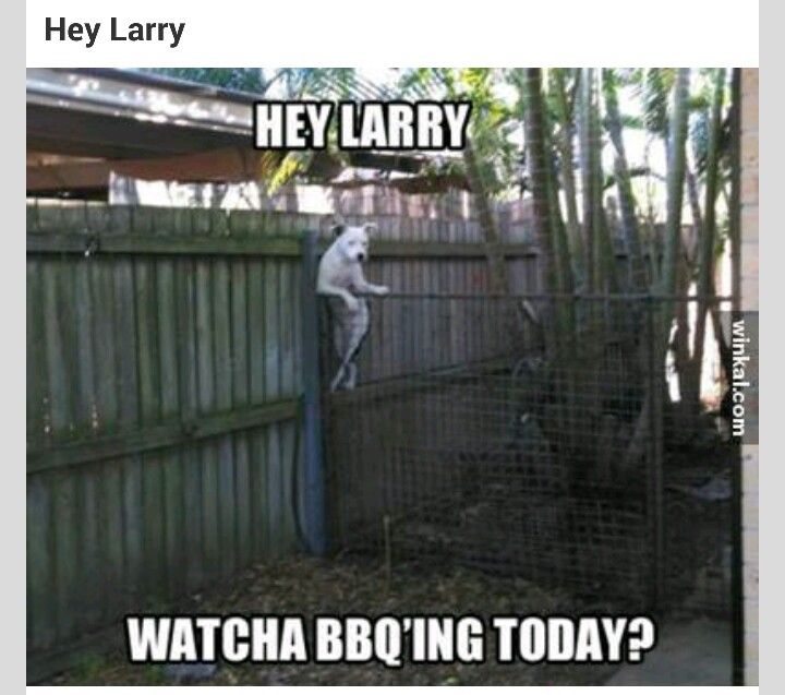 19 best my effing nosy neighbors images on pinterest funny stuff 2a1b9a8f72504da76f72b13761e5fdac silly dogs funny dogs 19 best my effing nosy neighbors images on pinterest funny stuff,Funny Neighbor Meme