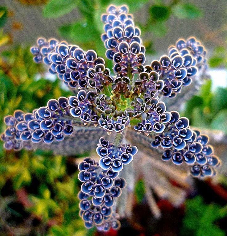25+ trending Unusual flowers ideas on Pinterest | Unique 25+ trending Unusual flowers ideas on Pinterest | Unique