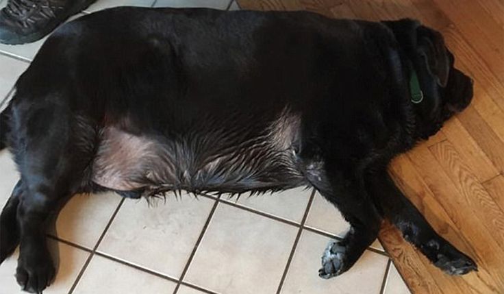 おデブすぎる犬新しい家族のもとで27kgの減量に成功 犬 イヌ ラブラドールレトリバー おデブすぎる犬新しい家族のもとで27kgの減量に成功 犬 イヌ ラブラドールレトリバー