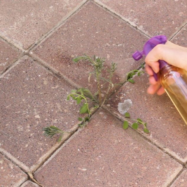 215 Best Organic Natural Weed Killers Images On Pinterest 215 Best Organic Natural Weed Killers Images On Pinterest