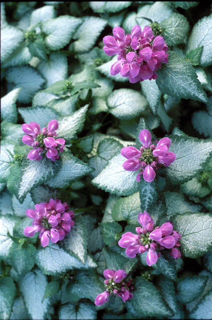 Best 20 Purple Flower Names Ideas On Pinterest Find This Pin And More On Plants By Ins