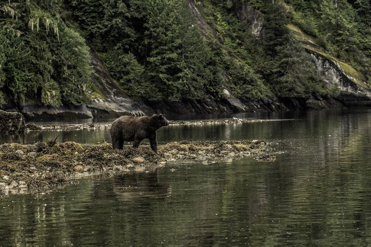 Canada - Bear watching in Tofino BaldHiker Tofino, Black bear, Travel