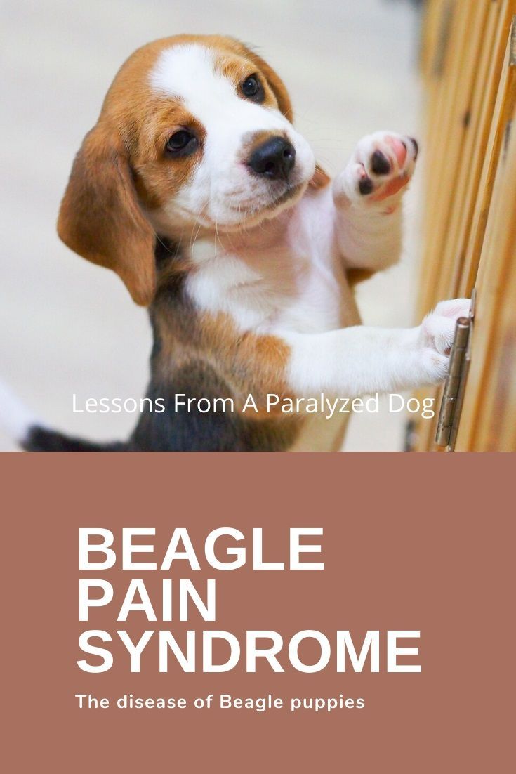 Pin On Raising Puppies