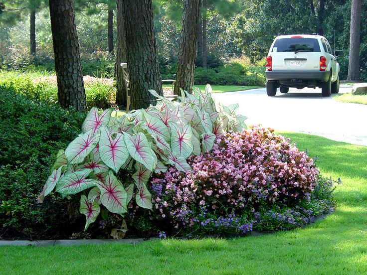 Flower Garden Ideas Illinois best 20+ front flower beds ideas on pinterest | flower beds, front Flower Garden Ideas Illinois best 20+ front flower beds ideas on pinterest | flower beds, front
