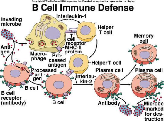 t cells and b cells