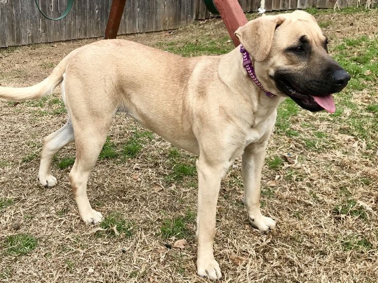Black Mouth Cur dog for Adoption in Euless, TX. ADN431444