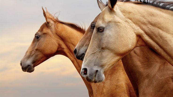 馬の肖像画 側面図 顔 目 壁紙 19x1080 フルhd Horses Animals Horse Pictures 馬の肖像画 側面図 顔 目 壁紙 19x1080 フルhd Horses Animals Horse Pictures