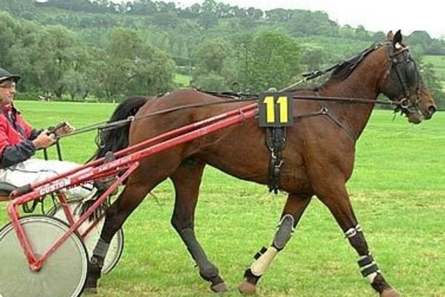Sporthorse Data Sporthorse Data