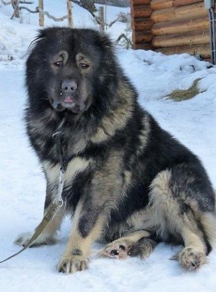 Caucasian Shepherd For Sale >> Caucasian Shepherd For Sale Or Adoption Buy This Caucasian Caucasian Shepherd For Sale >> Caucasian Shepherd For Sale Or Adoption Buy This Caucasian