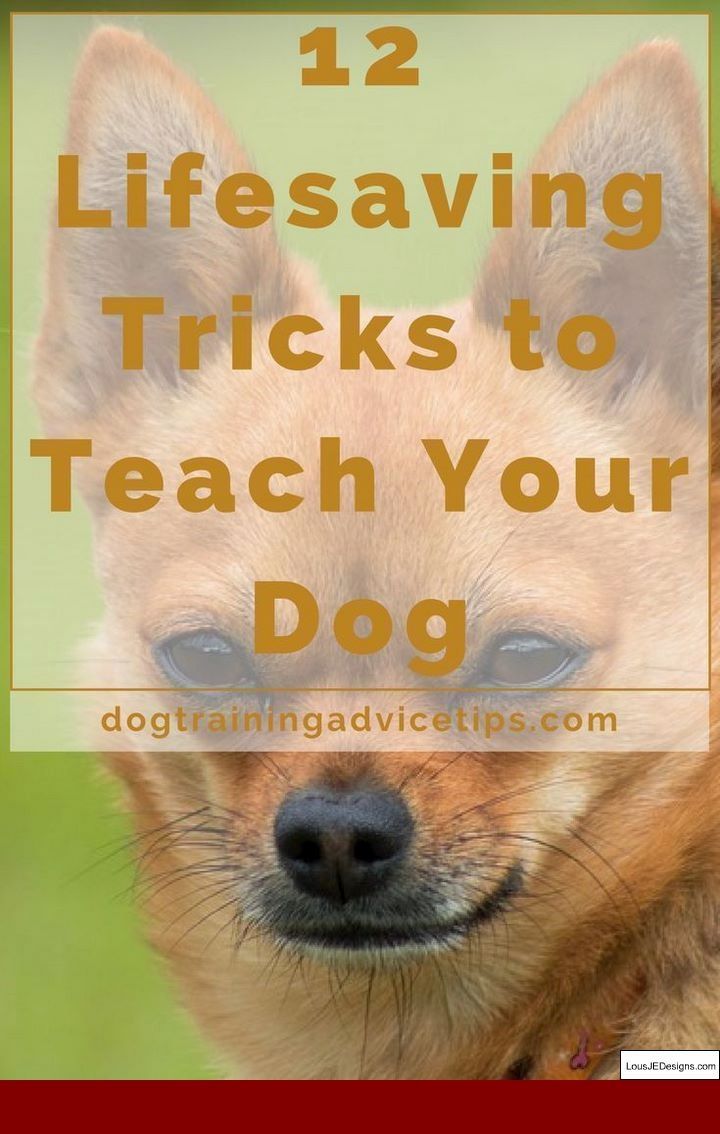 How To Train An Autistic Service Dog And Pics Of Tips For Potty