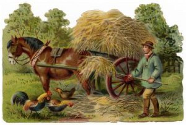 Vintage Farm Life Postcard Horses Hay Wagon Postcards