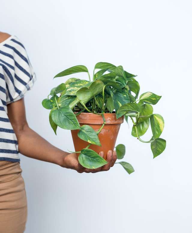7 Great Budget Sources For Ing Plants Online Succulents 7 Great Budget Sources For Ing Plants Online