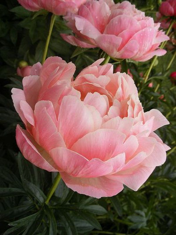 Common Garden Flowers Pink 399 best flowers images on pinterest | flowers, daisy and flower power Common Garden Flowers Pink 399 best flowers images on pinterest | flowers, daisy and flower power