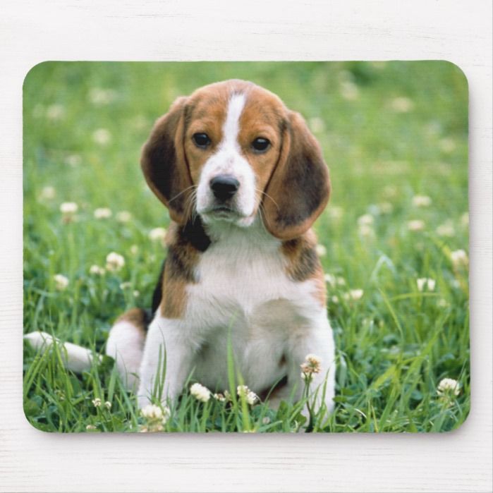 Beagle Puppy Mouse Pad Cute Beagles Harrier Dog Beagle Dog Breed