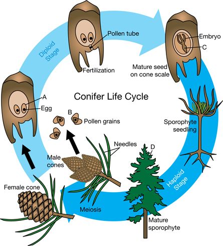 Homework help science cycles of life Homework help science cycles of life