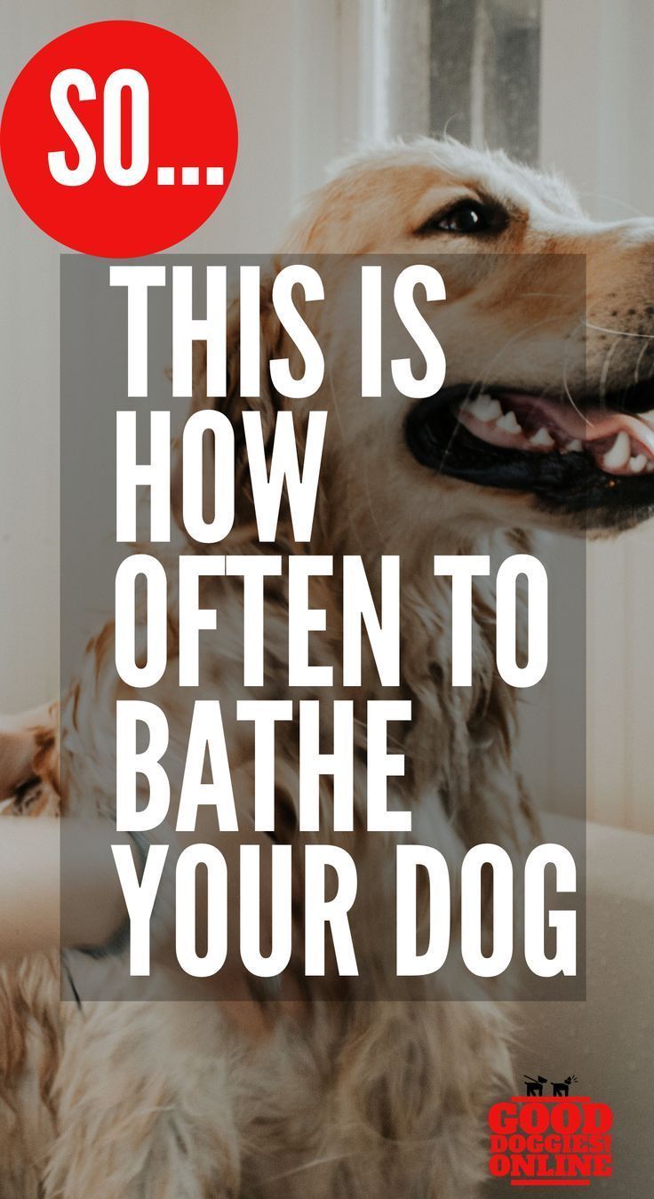 How Often To Bathe A Dog Dog Stuff Dog Toys Dog Training Camp
