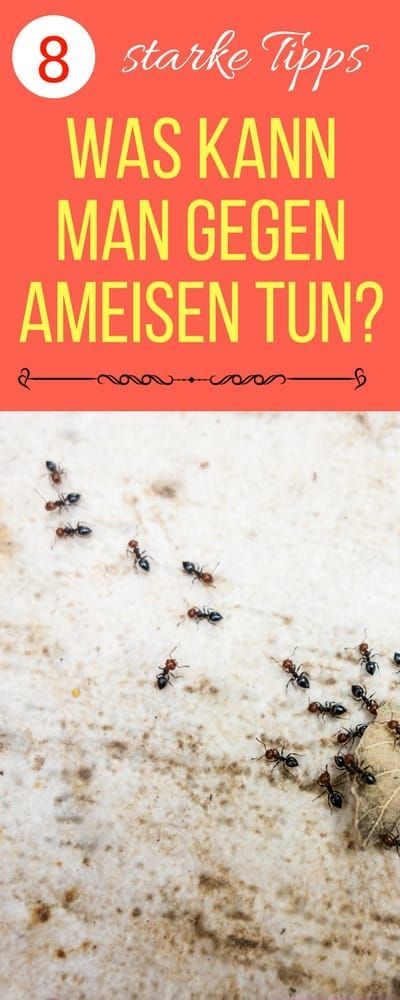 Más de 25 ideas increíbles sobre Ameisen im haus bekämpfen en - hausmittel gegen ameisen in der küche Más de 25 ideas increíbles sobre Ameisen im haus bekämpfen en - hausmittel gegen ameisen in der küche