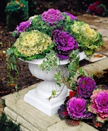 Flowering Winter Cabbage Ornamental Kale I Can T Stand When I Can T Stand When People Put Fake Flowers In Outdoor Pots Especially Winter Yo Garden And Terrace Pinte