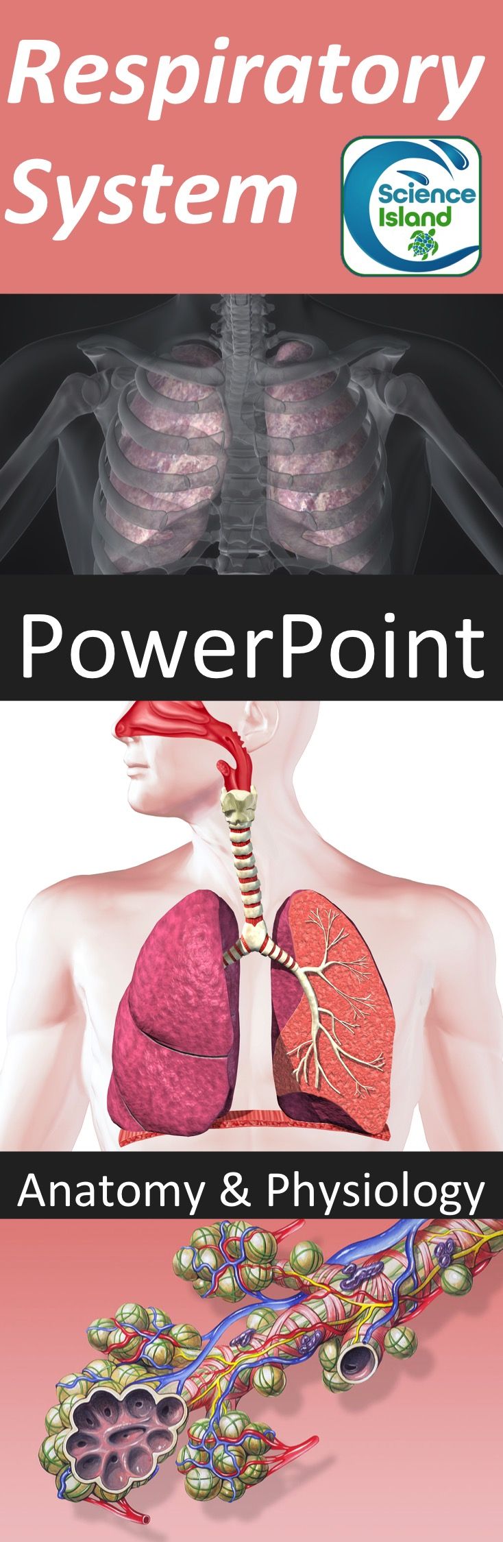 respiratory system powerpoint
