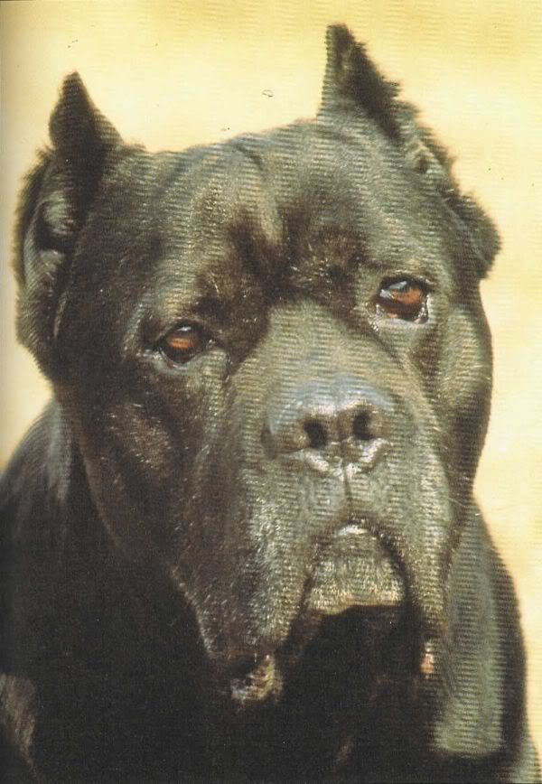 Image result for basir cane corso