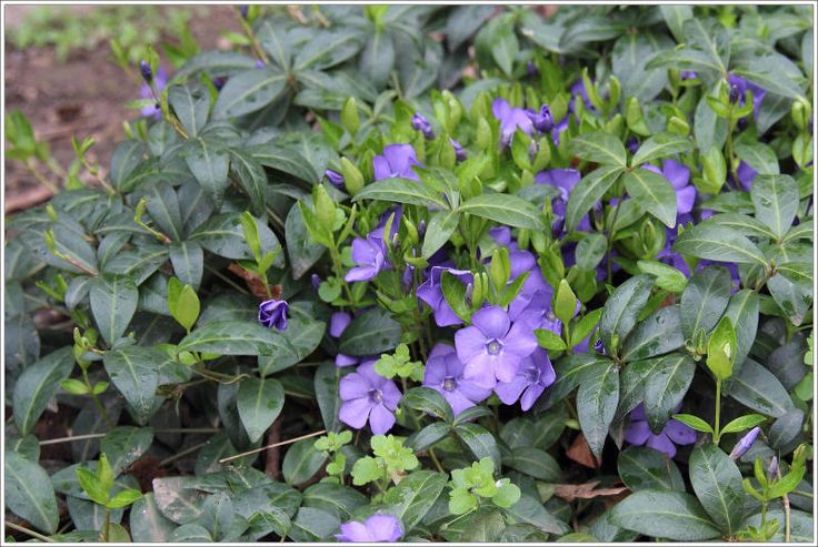 "Invasive" Ground Covers and the Case for Allowing